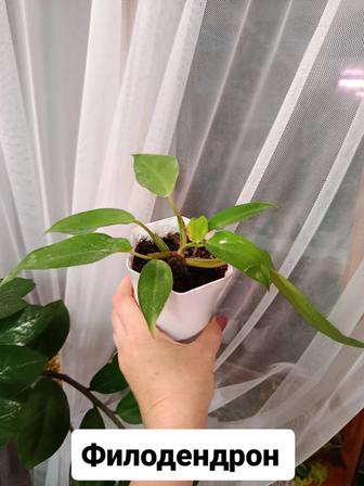 Продам комнатные цветы
