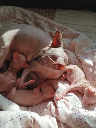 Сфинкс Канадский