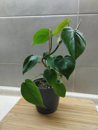 Растение комнатное