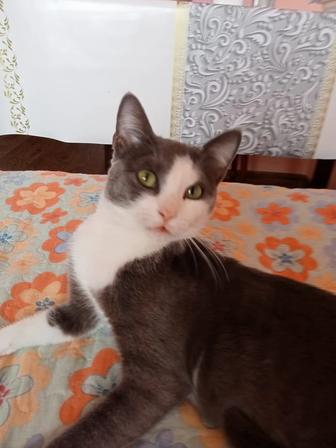 Отдам кота в добрые руки