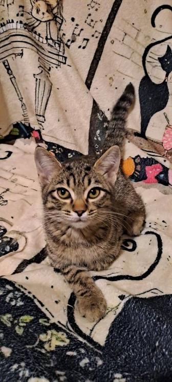 Котенок в добрые руки
