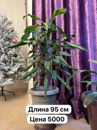 Продам домашние цветы