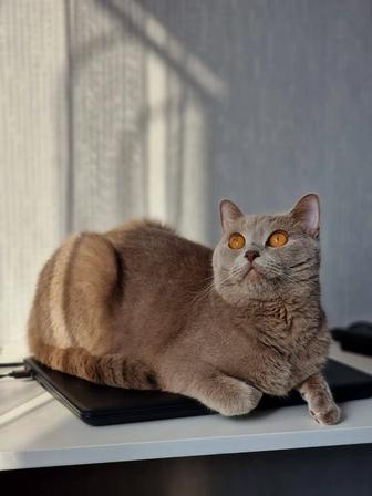 Отдам кошечку