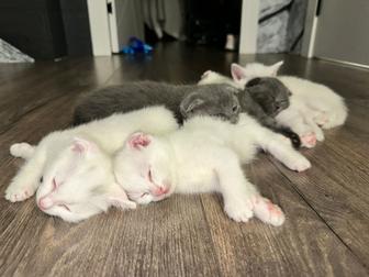 Продам чистокровных британских вислоухих котят