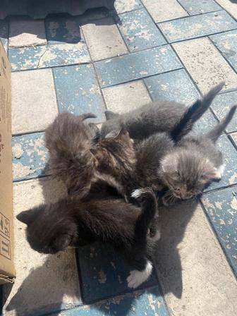 Котята