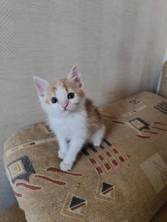 Котята ищут семью