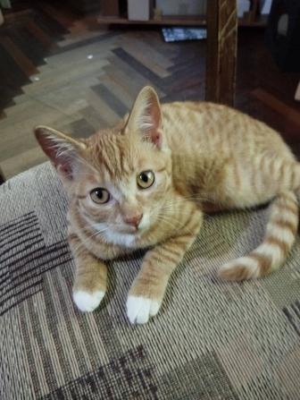 Отдам котят в очень добрые руки