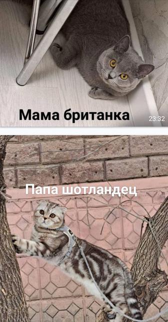 Продам котят породистые