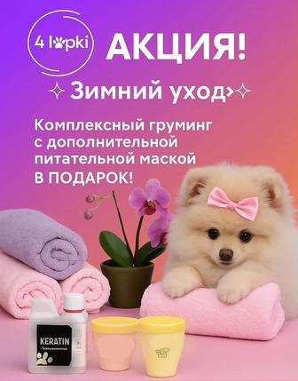 Новогодняя акция груминга
