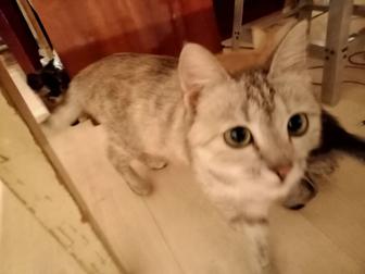 Катята 1 год рыжий мальчик и серая девочка бесплатно в добрые руки