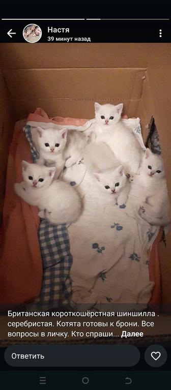 Продажа котят британская короткошерстная шиншилла