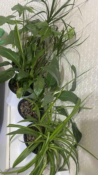 Продам цветы с подставкой