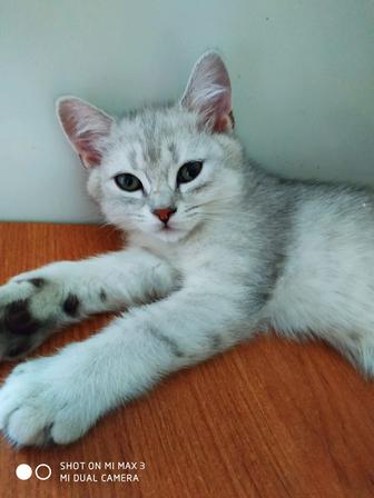 Котята британские короткошерстные