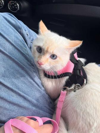 Коту нужен дом