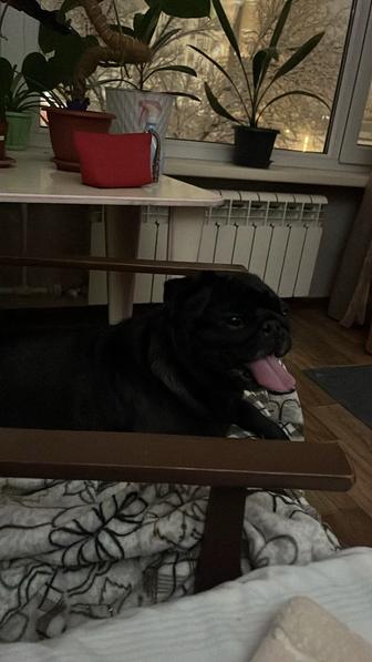 Продам мопса