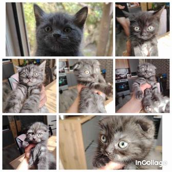 Отдам шотландских котят