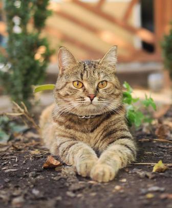 Кошечка в добрые руки