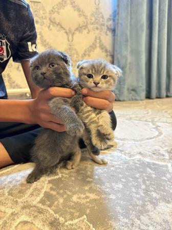 Шотландские котята