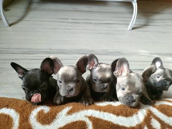 Французский бульдог