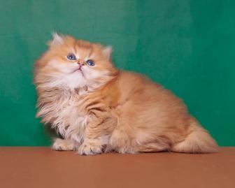 Длиношерстные золотые британские котята