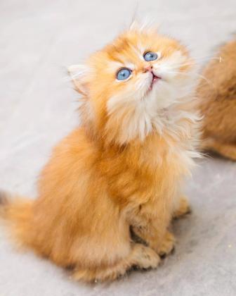 Длиношерстные золотые британские котята