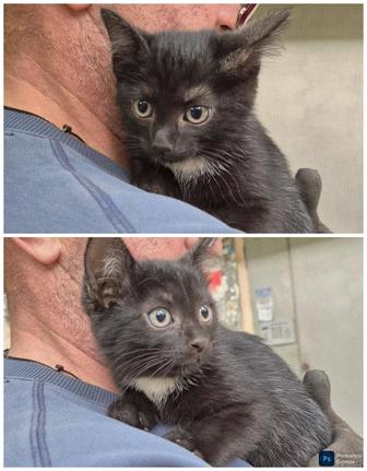 Котенок ищет дом