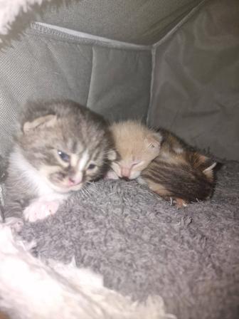 Отдам котят в добрые руки