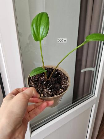 Комнатные цветы дримиопсисы