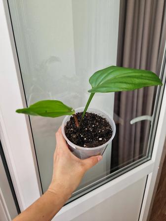Комнатные цветы дримиопсисы