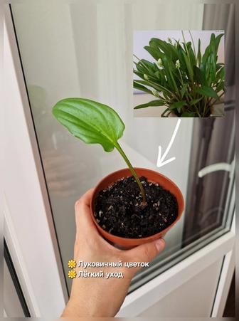 Комнатные цветы дримиопсисы