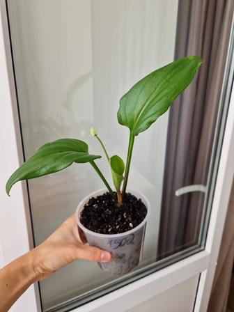 Комнатные цветы дримиопсисы