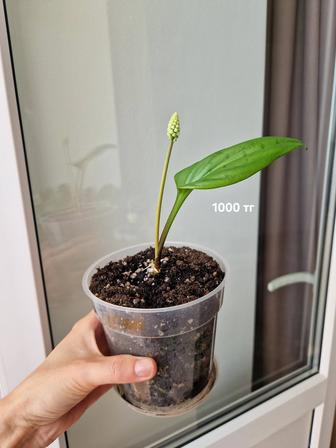 Комнатные цветы дримиопсисы