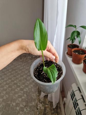 Комнатные цветы дримиопсисы