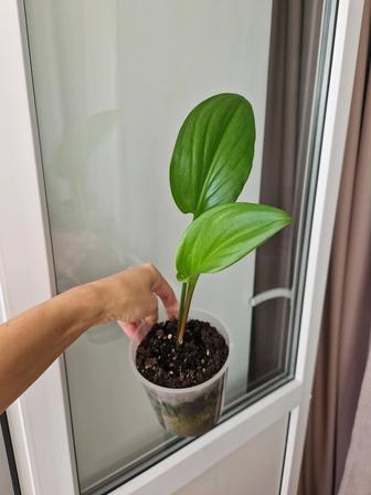 Комнатные цветы дримиопсисы