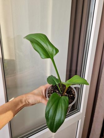 Комнатные цветы дримиопсисы