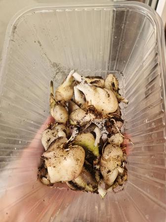 Луковицы дримиопсиса