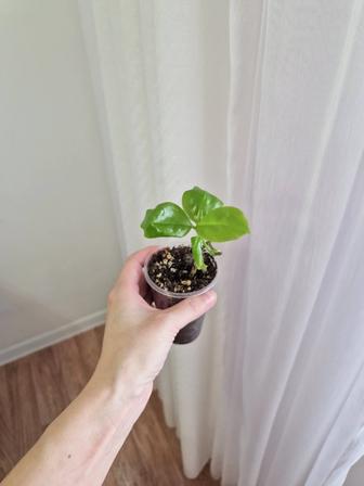 Переския шиповатая