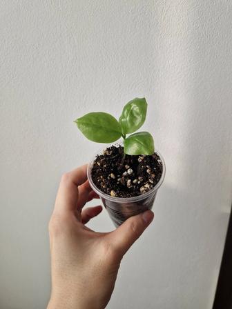 Переския шиповатая, вьющиеся кактусы