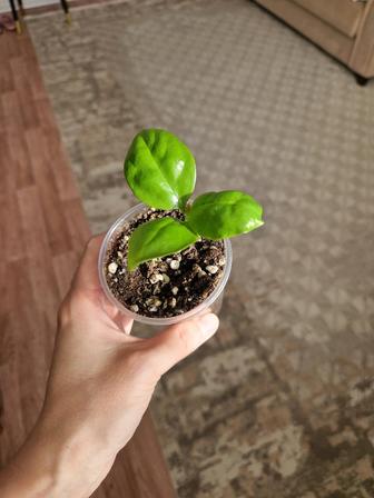 Переския шиповатая, вьющиеся кактусы