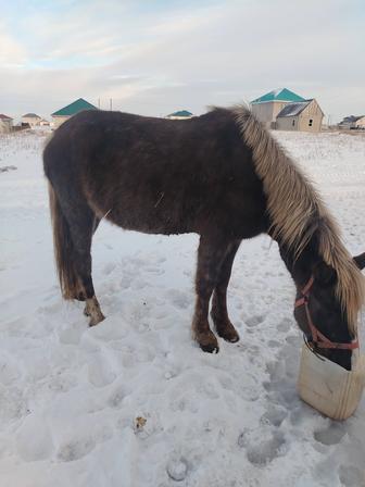 Продам кобылу 4 летка