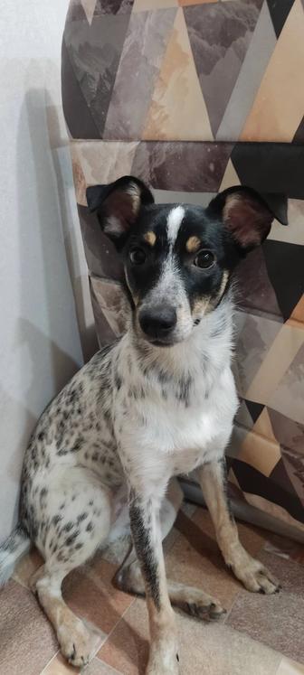 Отдам даром щенка