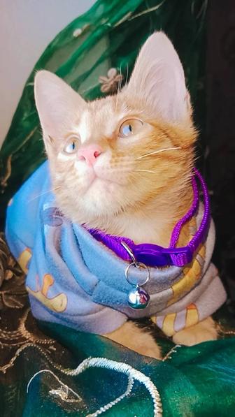 Персик красивый котенок