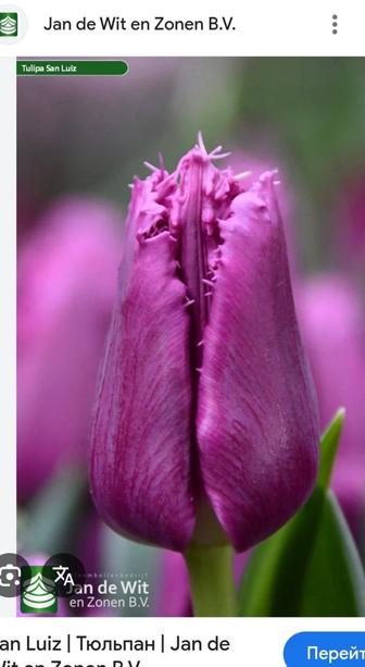 Тюльпан оптом