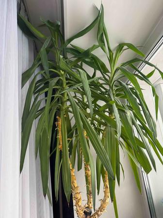 Продам Пальму