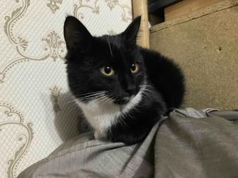 Отдам черно-белого котенка