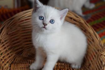 Котята мальчишки и девчонки