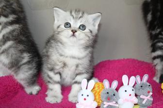 Scottish Fold мальчишки и девченки