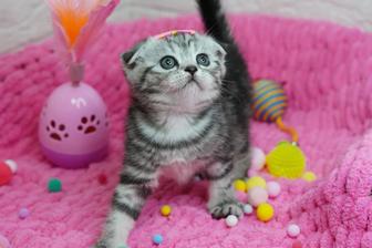 Котята Scottish Fold мальчишки и девченки