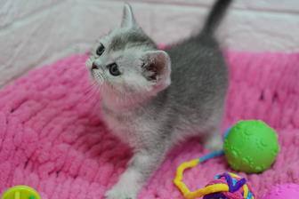 Котята Scottish Fold мальчишки и девченки