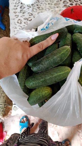 Продам огурцы